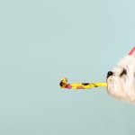 Dog celebrating with party hat