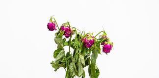 Be On the Lookout For These Mother’s Day Scams Mother's day